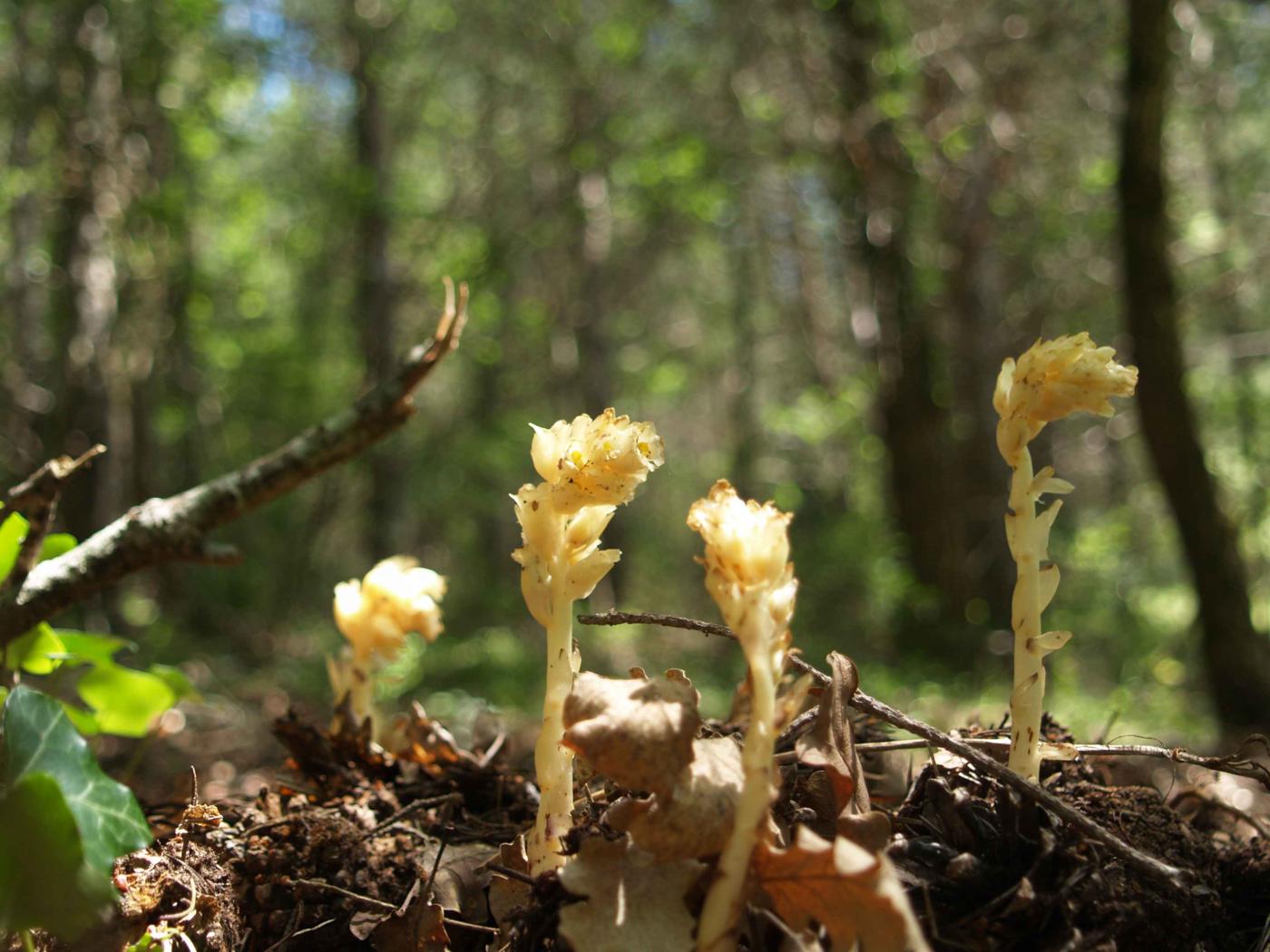 Bird's-nest, Yellow plant